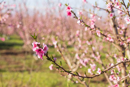 Pink flowers of nectarine tree closeup on blurred background of orchardの写真素材