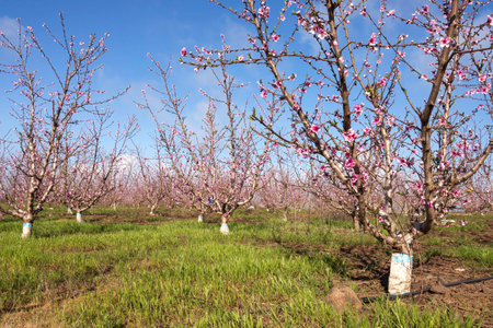 Rows of flowering nectarine trees in an orchard against the background of the sky. Israelの写真素材
