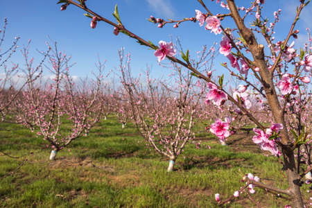 Pink flowers of nectarine tree closeup on blurred background of orchardの写真素材