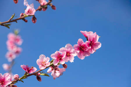 Pink flowers of nectarine tree closeup on blurred background of orchardの写真素材