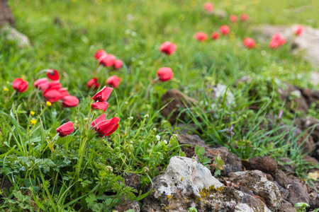 Field of blooming red anemones among green grass. Israel