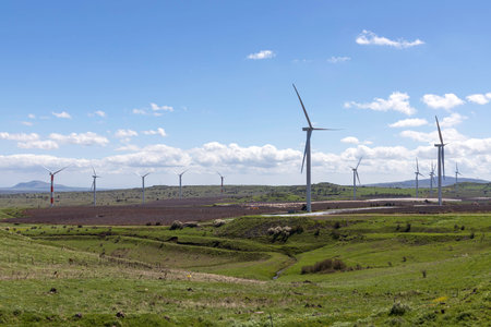 Vineyard with rows of vines and wind farms on horizon