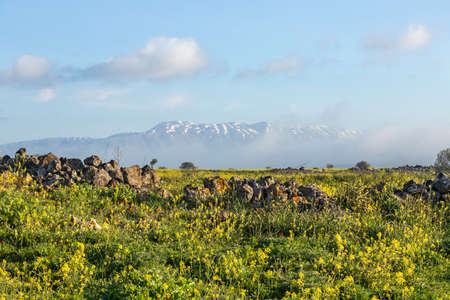 A field of blooming flowers with a mountain on the horizonの写真素材