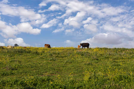 Pastoral view. Cows grazing on a blooming field against the background of the skyの写真素材