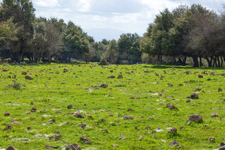 A hill covered with green grass with flowers against a blue sky with clouds.