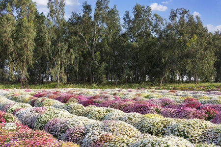 Rows of multi-colored shasta daisy flowers on an agricultural field with eucalyptus trees on the...