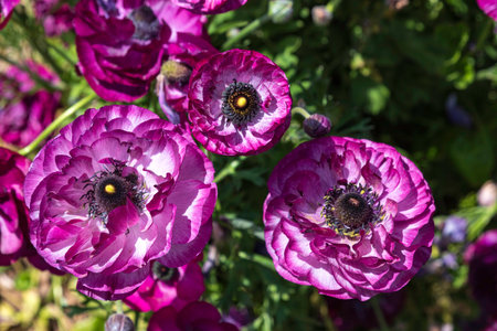 Purple cultivated flowers garden buttercups close up