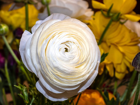 Top view of multicolored heads of cultivated flowers of garden buttercups closeup