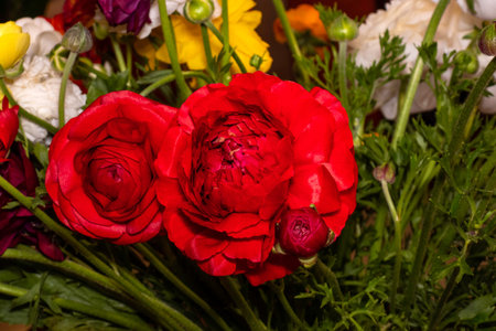 Top view of multicolored heads of cultivated flowers of garden buttercups closeup