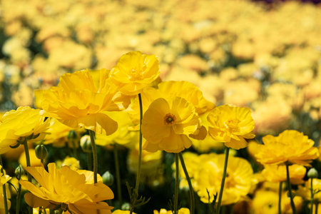 Head of yellow flowers Ranunculus asiaticus Persian buttercups close-up. Selective focus