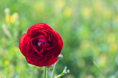 Head of red flower Ranunculus asiaticus Persian buttercups close-up on blurred green background....