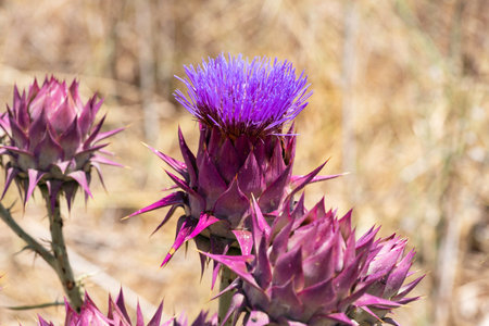 Cynara syriaca. Syrian Wild Artichoke closeup on a blurred background