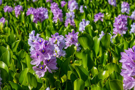 View of a field of blooming water hyacinths growing in a natural swamp. Israelの写真素材