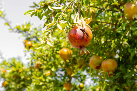 View of the orchard with pomegranate trees with unripe pomegranates on the branches. Selective focus