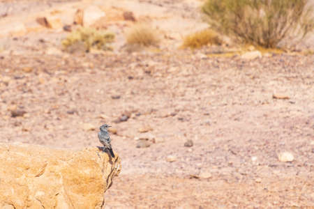 A small bird sitting on a stone close-up. Makhtesh Ramon Israel.の写真素材