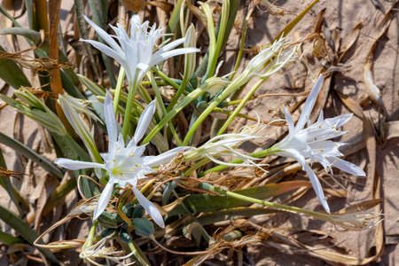 Delicate white flowers Sharons lily, sea daffodil, sand lily closeup. Israelの写真素材