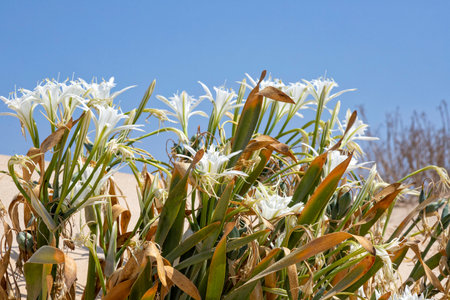 Delicate white flowers Sharons lily, sea daffodil, sand lily closeup. Israelの写真素材