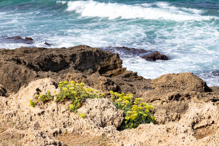 Kritmum flowers on the sandy shores of the Mediterranean Sea closeup. Israelの写真素材