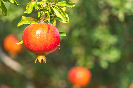Ripe fruits of pomegranate tree closeup hanging on branches. Israelの写真素材