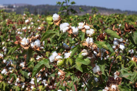 View of an agricultural cotton field. Seeds wrapped in white fluffy cotton wool. Israelの写真素材