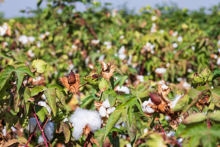 View of an agricultural cotton field. Seeds wrapped in white fluffy cotton wool. Israelの写真素材