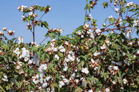 View of an agricultural cotton field. Seeds wrapped in white fluffy cotton wool. Israelの写真素材