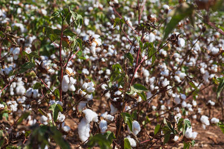 View of an agricultural cotton field. Seeds wrapped in white fluffy cotton wool. Israelの写真素材
