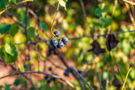 Ripe bunch of wild grapes close up among autumn foliage