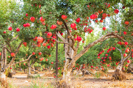 Pomegranate orchard with rows of trees with ripe fruits on the branches. Israel