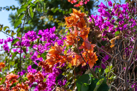 Multicolored leaves of Bougainvillea plant closeup on a blurred background. Selective focus