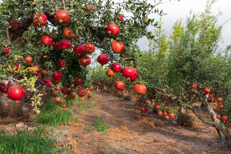 View of the orchard with pomegranate trees with unripe pomegranates on the branches. Selective focus. Israelの写真素材