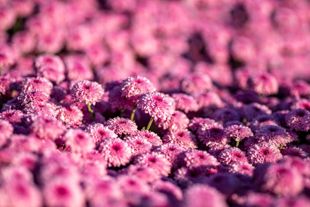 Pink flowers of cultivated chrysanthemum close up with dew drops on the petals. Selective focusの写真素材