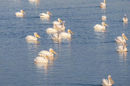 View of an artificial pond with pelicans resting during the winter migration. Israelの写真素材