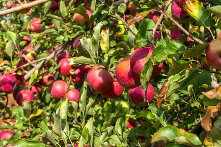 An orchard with apple trees strewn with ripe apples. Harvest. Golan Heights. Israel