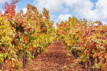 View of the rows of grape bushes with colorful autumn leaves in the vineyardの写真素材