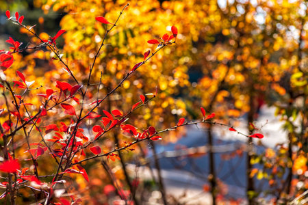 Autumn background. Plant with red and yellow leaves. Selective focus. Fall