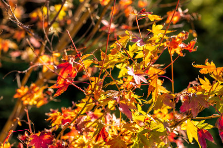 Autumn background. Plant with red and yellow leaves. Selective focus. Fall