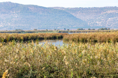 Vegetation growing around the pond is reflected on the surface of the water.