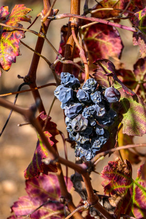 A bunch of ripe dry grapes close up among colorful leaves. Selective focus.の写真素材