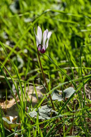 Blooming flower of pink wild growing cyclamen closeup on blurred background of green grassの写真素材