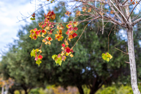 Branches with colorful autumn leaves of Sapium sebiferum Chinese Tallow Tree closeup. Selective...