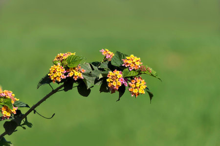 Multi-colored flowers of the West Indian Lantana camara closeup on a blurred green background....