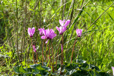 Pink flowers and buds of Cyclamen close-up on a blurred background of green grass. selective focusの写真素材