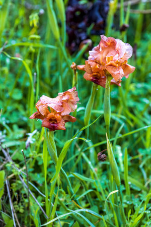 Raindrops on golden iris flowers closeup. selective focusの写真素材