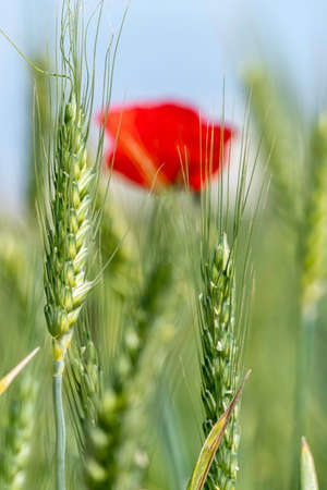 Red blooming poppy flowers among green ears of wheat closeupの写真素材