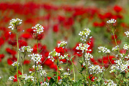 Field of blooming wild red anemones and white flowers closeup. selective focusの写真素材