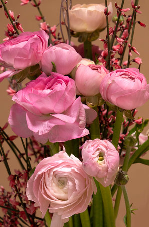 Bouquet of pink garden buttercups flowers close-up