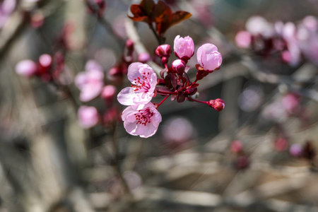 Pissardi plum tree blooming with pink flowers. Selective focus. Blurred background