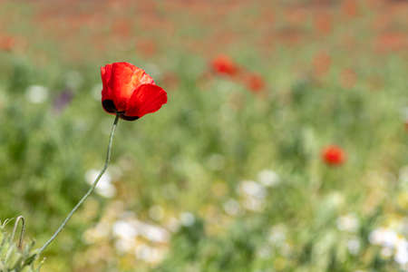 View of a meadow with red poppies and white daisies. Selective Focusの写真素材