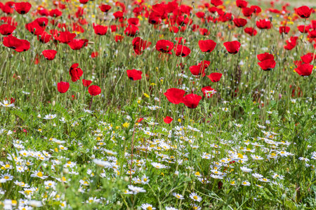 View of a meadow with red poppies and white daisies.